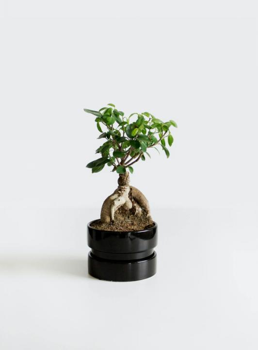 Bonsai